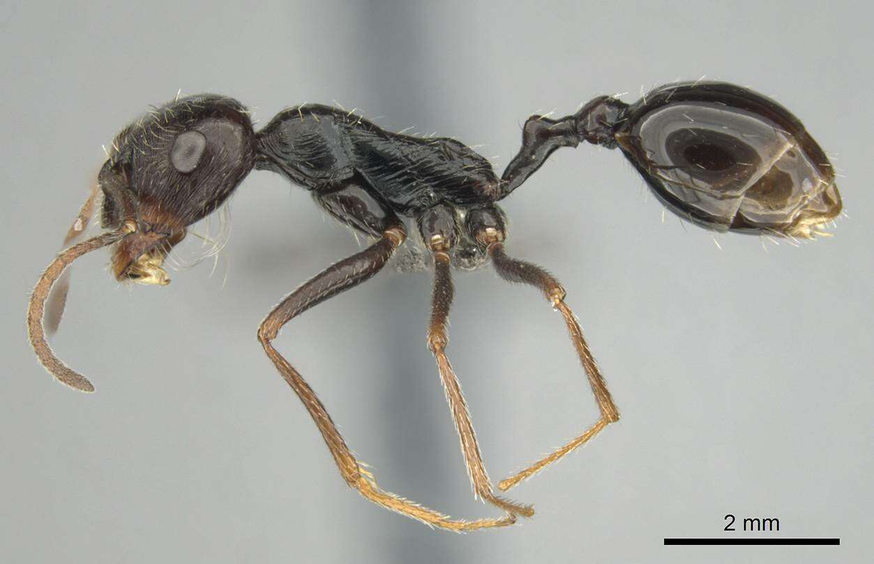 Ocymyrmex turneri Donisthorpe 1931 resmi