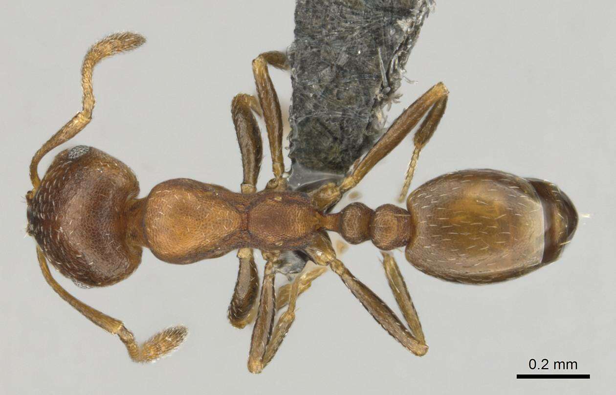 Image of Monomorium notulum Forel 1910