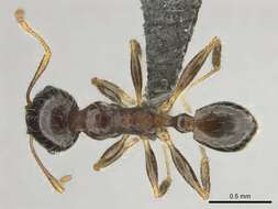 Image of Pheidole