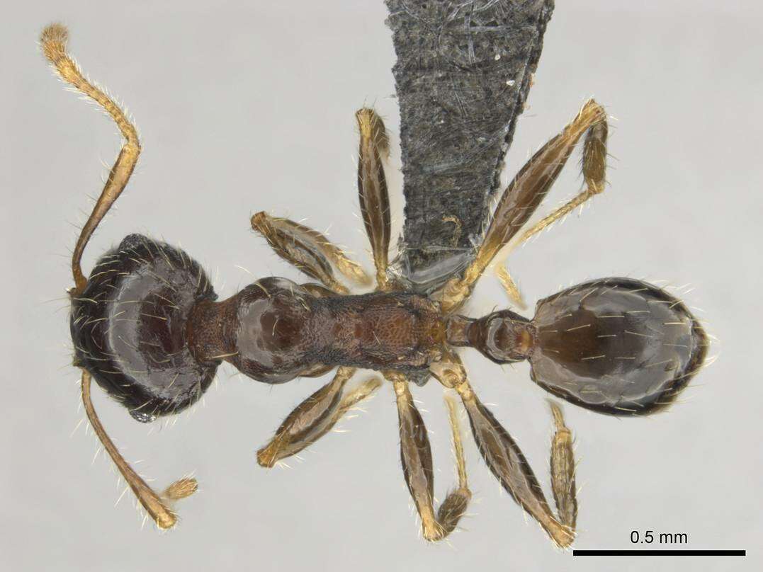 Image of Pheidole