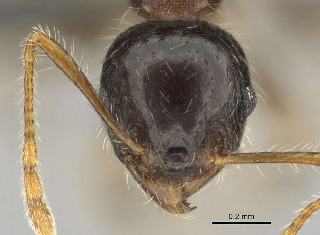 Image of Pheidole