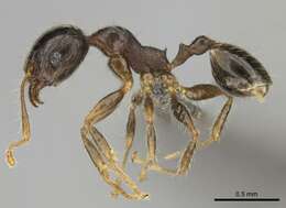 Image of Pheidole