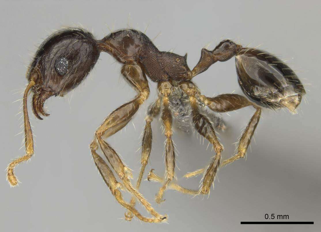 Image of Pheidole