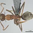 Image of Camponotus valdeziae Forel 1879