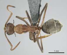 Imagem de Camponotus valdeziae Forel 1879