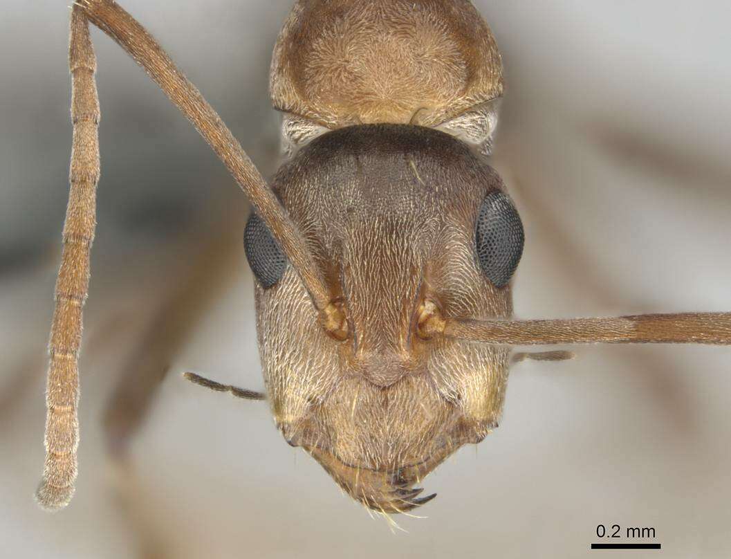 Imagem de Camponotus valdeziae Forel 1879