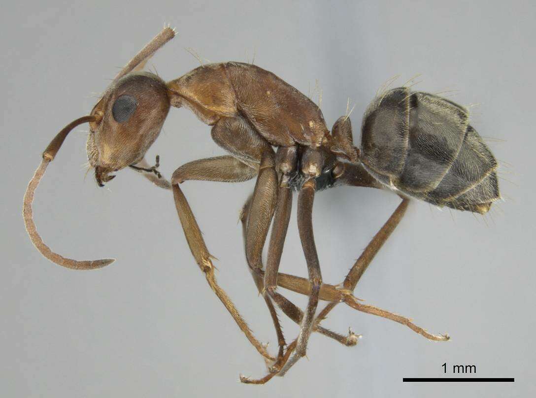 Imagem de Camponotus valdeziae Forel 1879