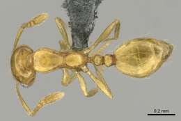 Слика од Monomorium rastractum Bolton 1987