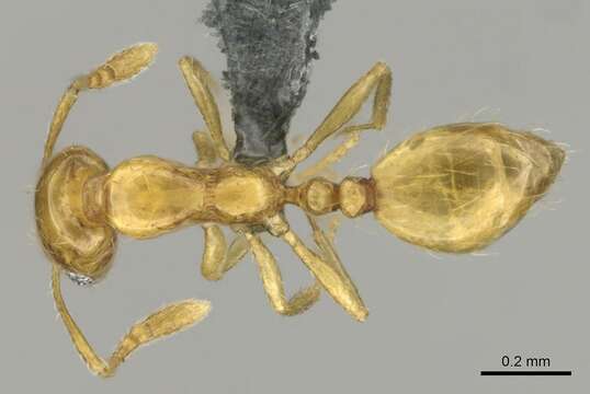 Plancia ëd Monomorium rastractum Bolton 1987