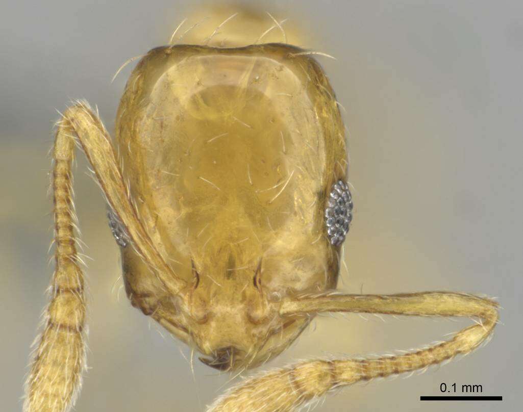 Слика од Monomorium rastractum Bolton 1987