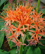 Imagem de Scadoxus multiflorus (Martyn) Raf.