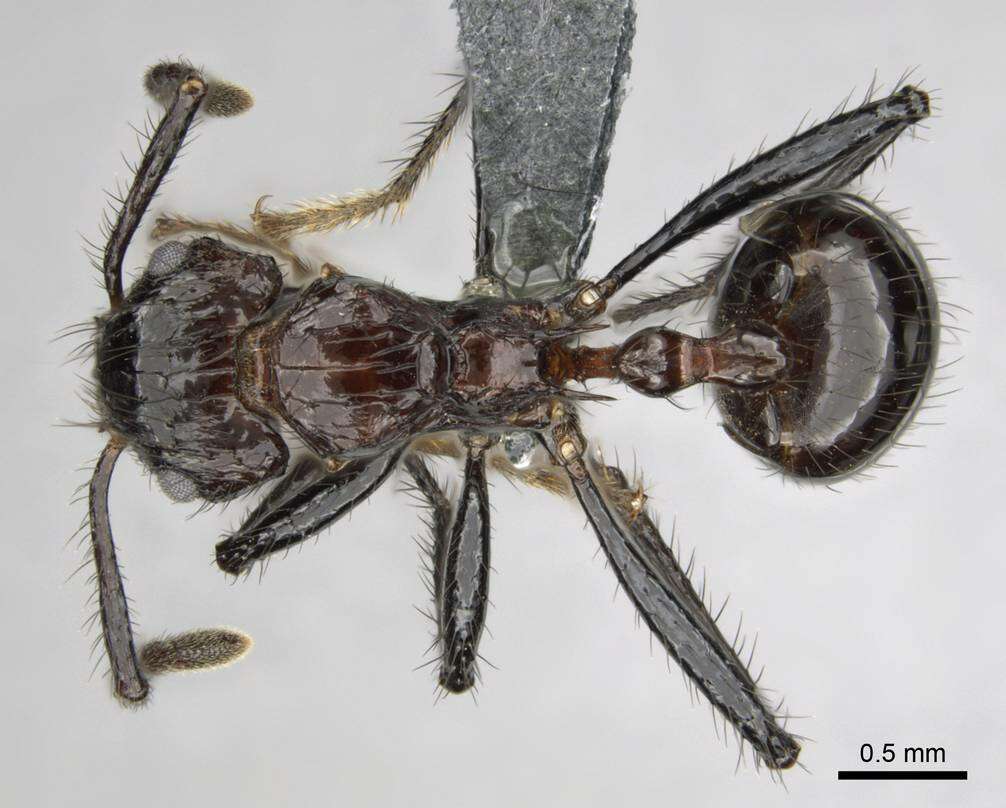 Image of Myrmicaria natalensis (Smith 1858)