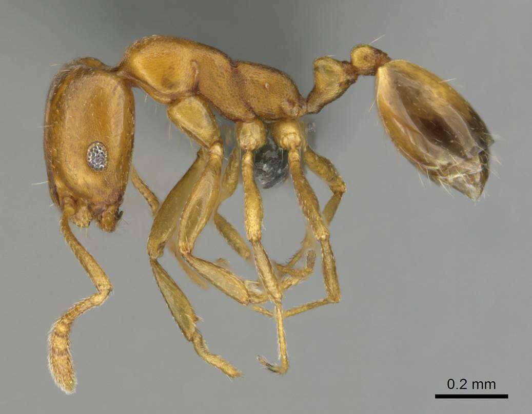 Image of Monomorium disertum Forel 1913