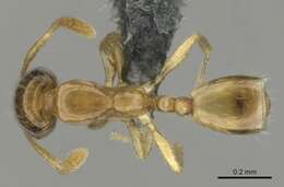 Monomorium shilohense Forel 1913的圖片