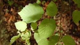 Image of Western Beaked Hazel