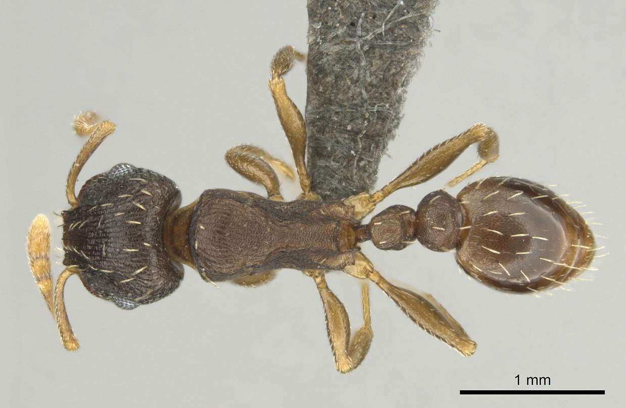 Imagem de Tetramorium argenteopilosum Arnold 1926