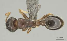 Image of Tetramorium altivagans Santschi 1914