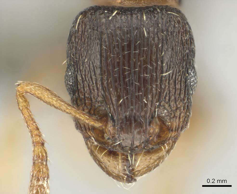 Image of Tetramorium altivagans Santschi 1914