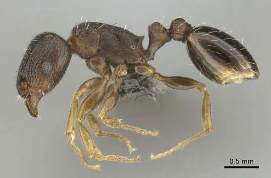 Image of Tetramorium altivagans Santschi 1914