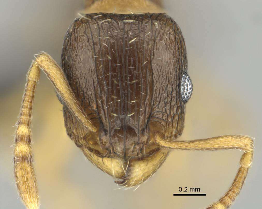 Image of Tetramorium altivagans Santschi 1914