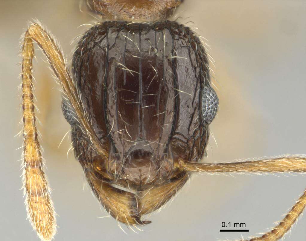 Image of Tetramorium laevithorax Emery 1895