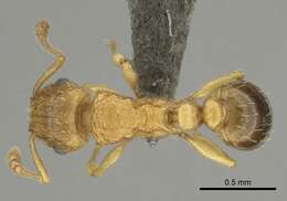 Image of Tetramorium frigidum Arnold 1926