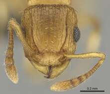 صورة Tetramorium frigidum Arnold 1926