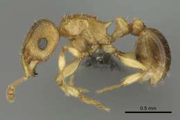 صورة Tetramorium frigidum Arnold 1926