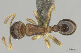 Image of Tetramorium mossamedense Forel 1901