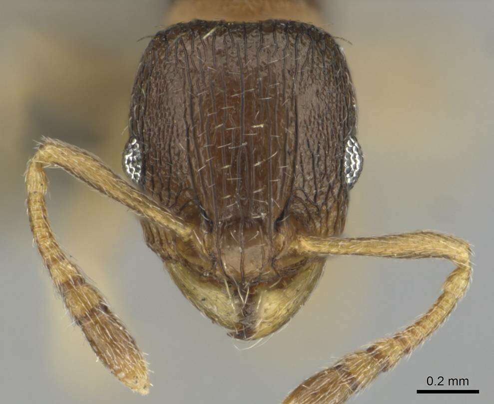 Image of Tetramorium mossamedense Forel 1901