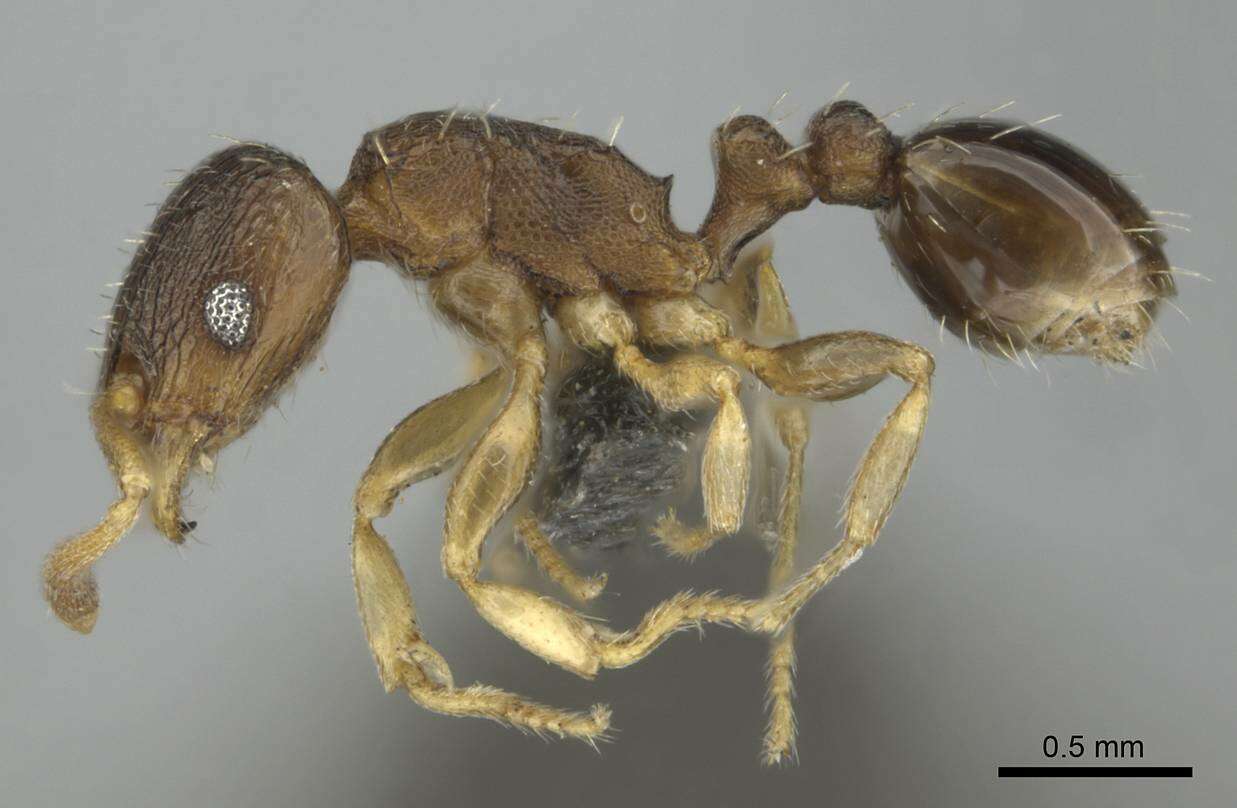 Image of Tetramorium mossamedense Forel 1901