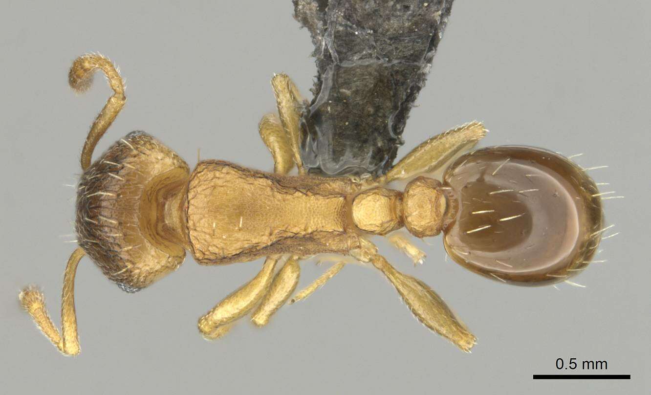 Image of Tetramorium mossamedense Forel 1901