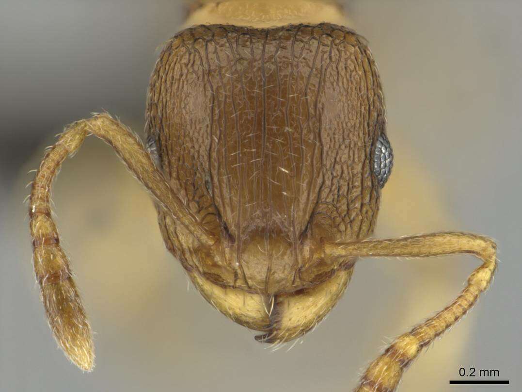 Image of Tetramorium mossamedense Forel 1901