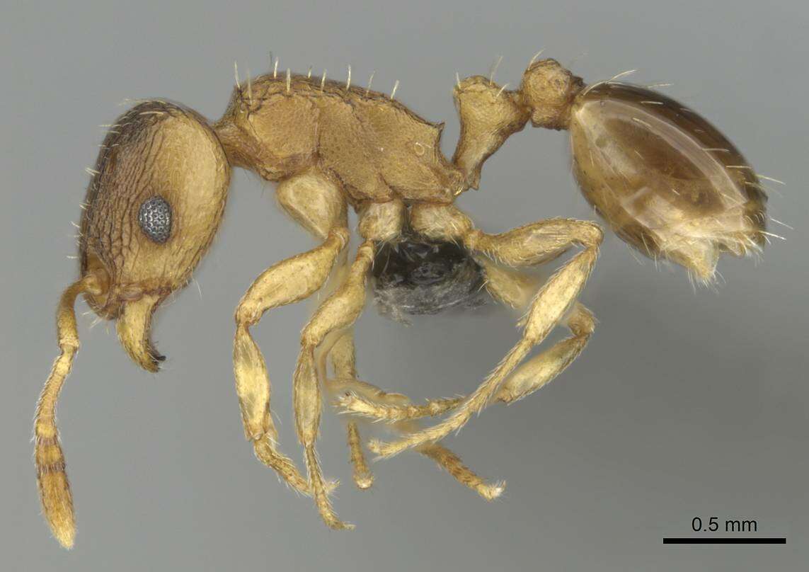 Image of Tetramorium mossamedense Forel 1901