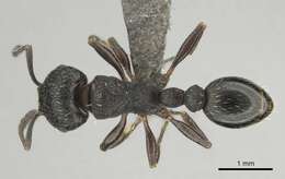 Image of Tetramorium oculatum Forel 1913