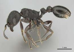 Image of Tetramorium oculatum Forel 1913