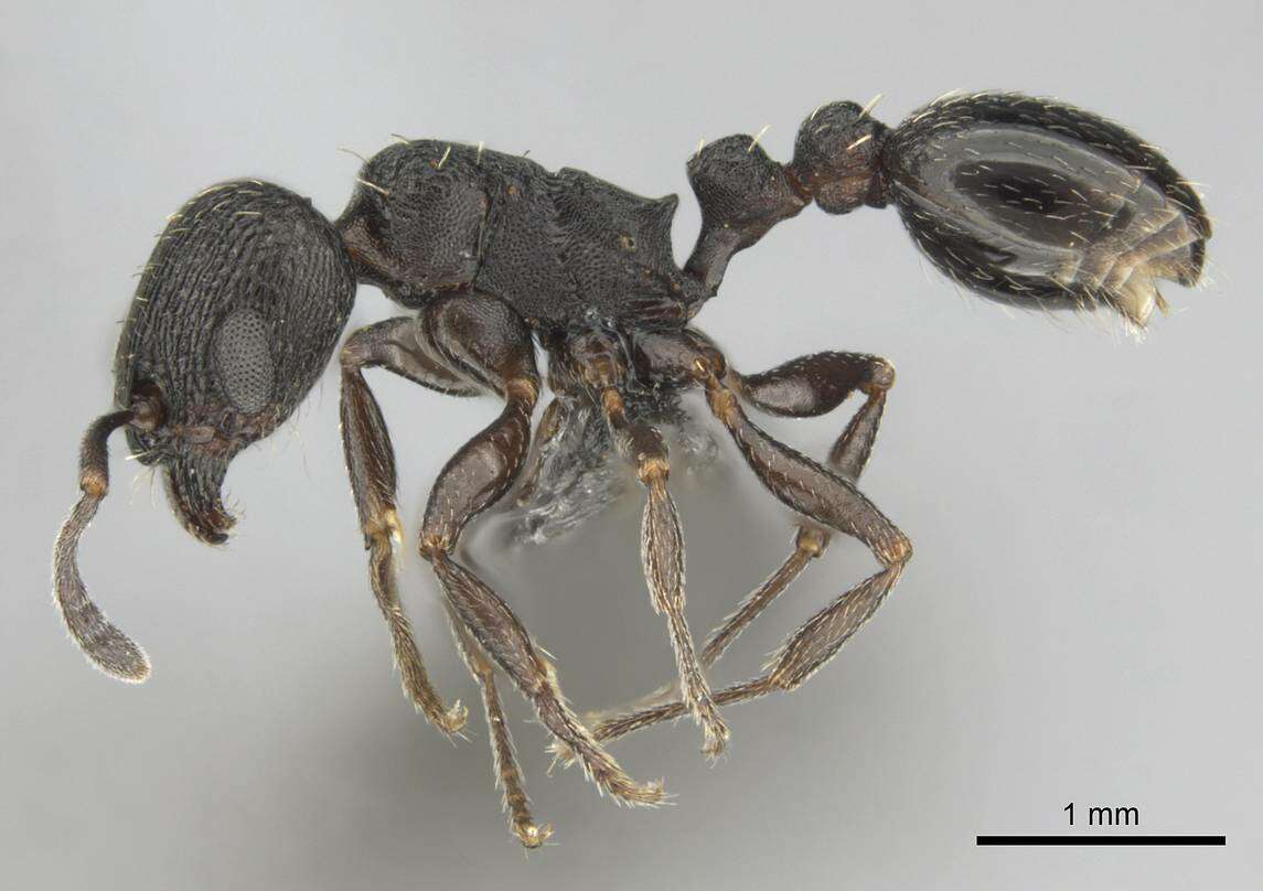 Image of Tetramorium oculatum Forel 1913