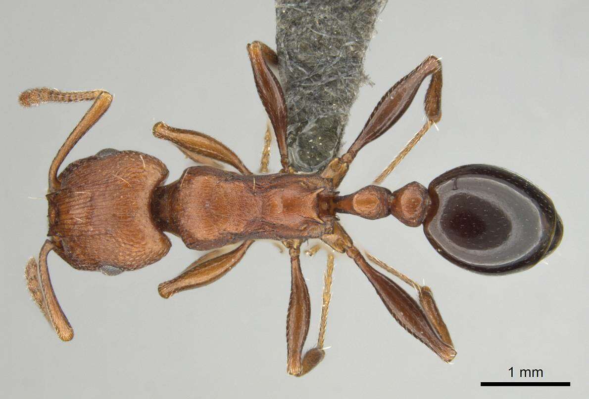 Image of Tetramorium