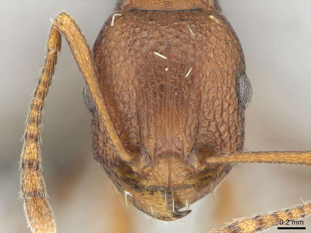 Image of Tetramorium