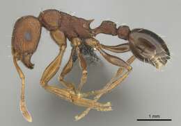 Image of Tetramorium