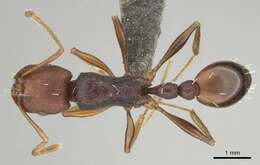 Image of Tetramorium