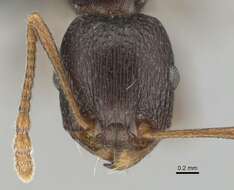 Image of Tetramorium