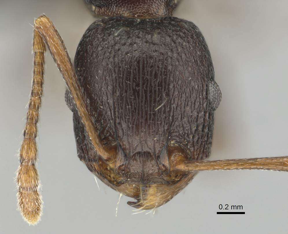 Image of Tetramorium