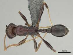 Image of Tetramorium