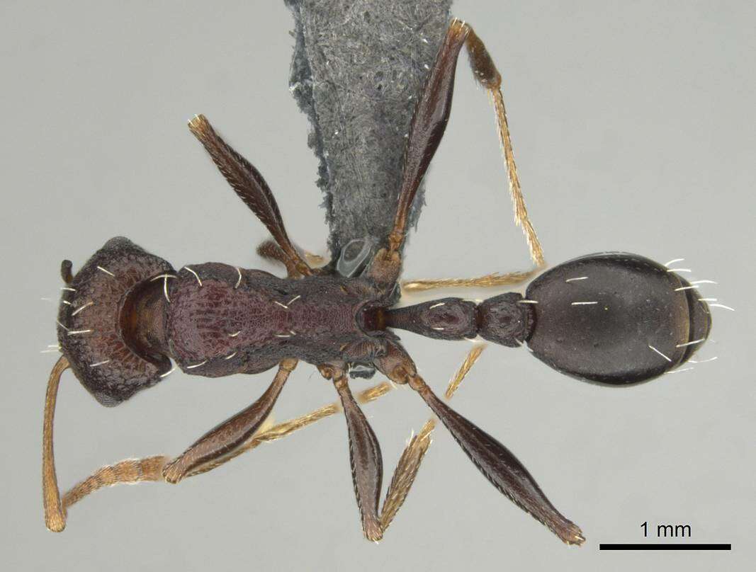 Image of Tetramorium