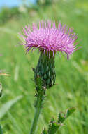 Image of Hill's thistle