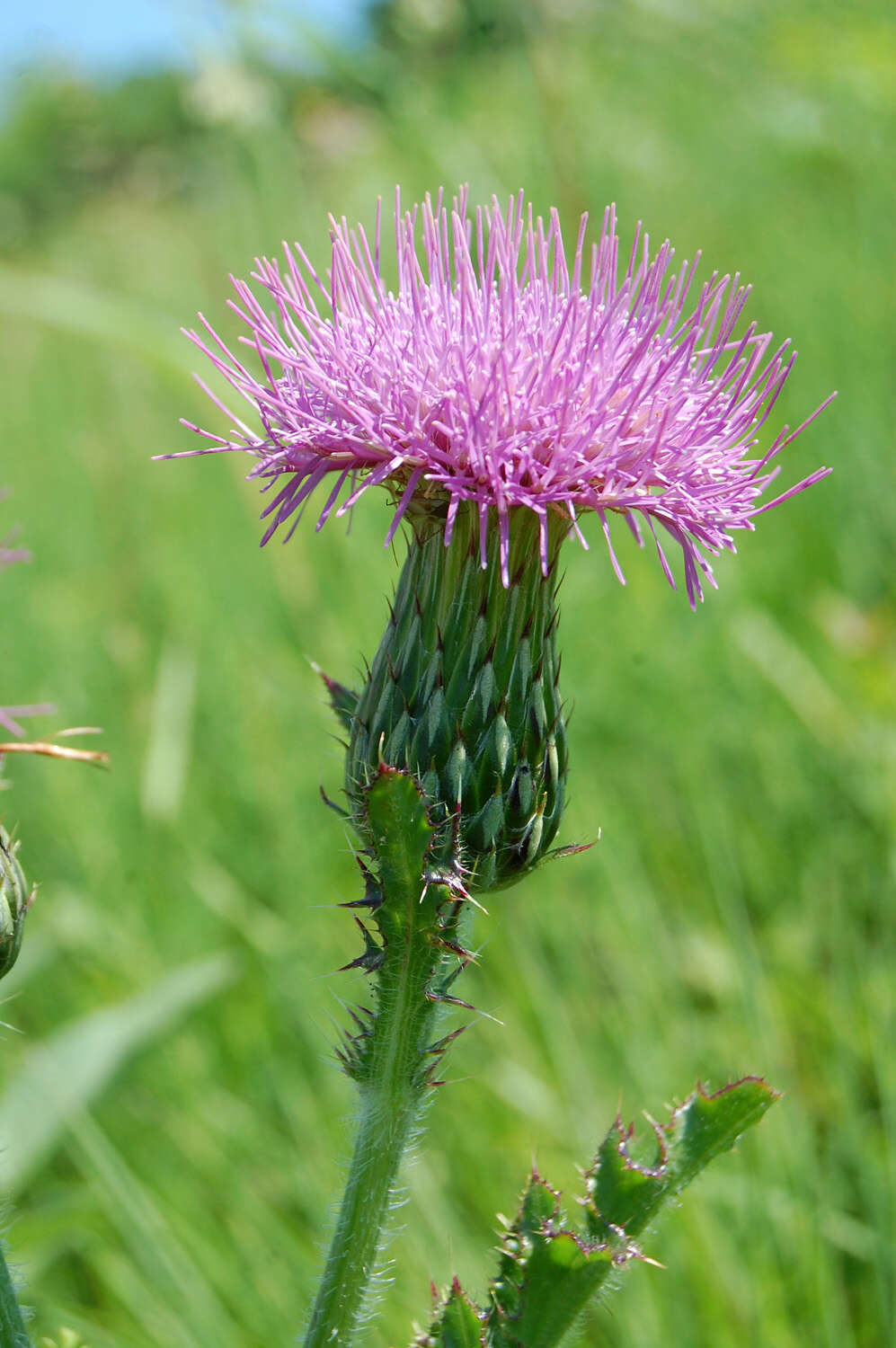 Image of Hill's thistle