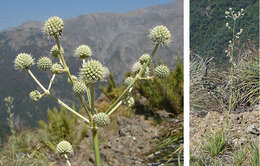 Eryngium humboldtii Delar. resmi