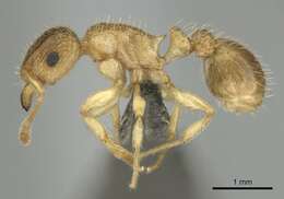 Image of Tetramorium umtaliense Arnold 1926