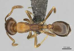 Monomorium anceps Emery 1895的圖片